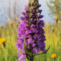 Geliano Moradi, Австрия, Вена, 60 лет