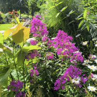 Geliano Moradi, Австрия, Вена, 60 лет