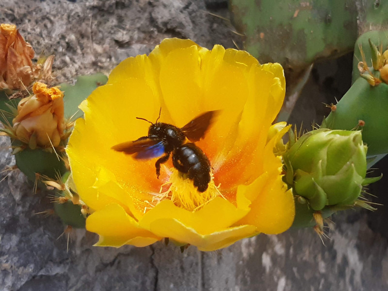 Цветок Опунции (лат. Opuntia)