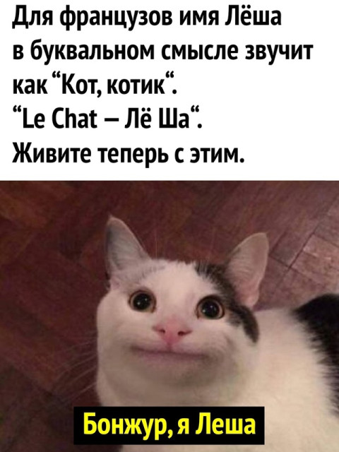 Le Chat, Санкт-Петербург, м. Обводный канал. Фото на сайте ГдеПапа.Ру