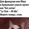 Le Chat, Санкт-Петербург, м. Обводный канал. Фотография 1813064