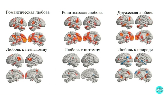 Активные зоны мозга при различных привязанностях